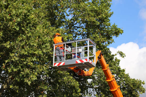 Best Hedge Trimming  in Spencerville, OH